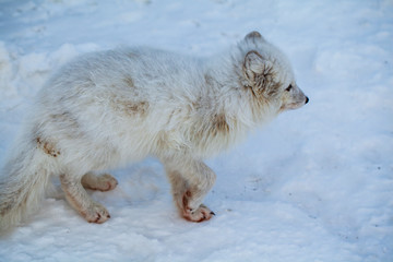 wildlife, northern white fox in natural habitat, Arctic fox in the snow