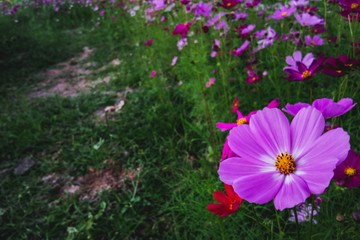 Pink, red, purple flower beautiful Cosmos bipinnatus in garden, Mexican aster, selective focus, copy space