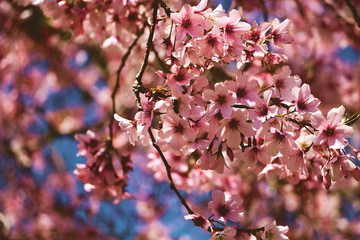 Cherry Blossom