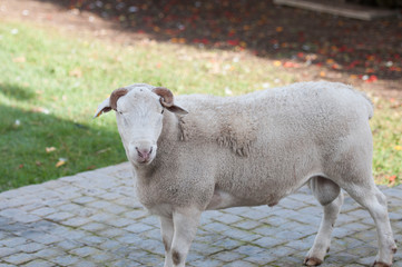 Dorper white headed ram looking at camera with curled horns very visible and green grass in background