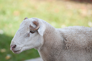 Close up of Dorper white headed ram looking to left  and curled horn very visible