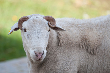 Close up of Dorper white headed ram looking at camera  with curled horns very visible