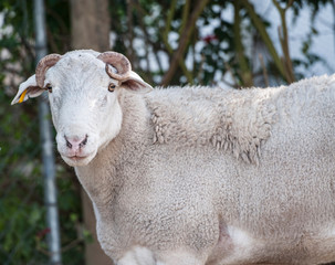 Close up of Dorper white headed ram looking at camera  with curled horns very visible and green blurred background