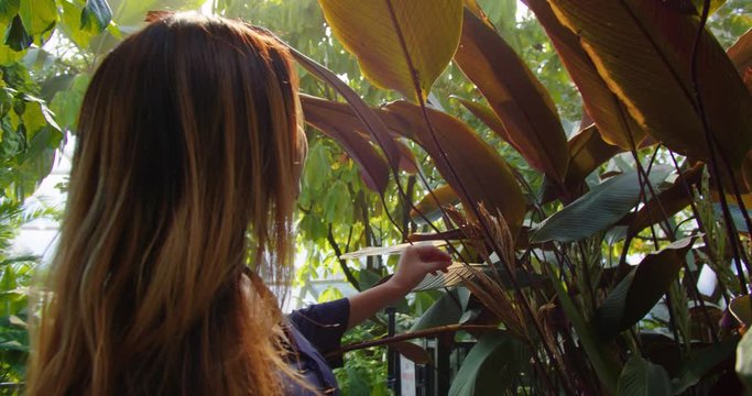 Asian Woman Inspecting Tropical Plants In A Botanic Garden SLOM MOTION