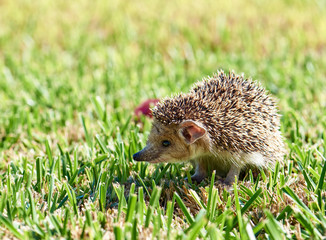 Little hedgehog walks on green grass on a sunny day