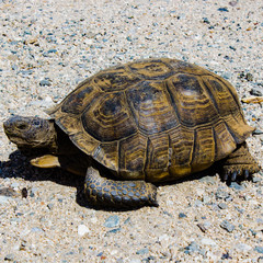 desert tortoise 