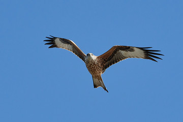 Red kite (Milvus milvus) in flight