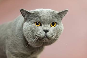 Close up British cat portrait