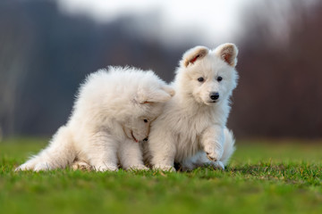 Fototapeta premium Puppy cute White Swiss Shepherd dog portrait on meadow