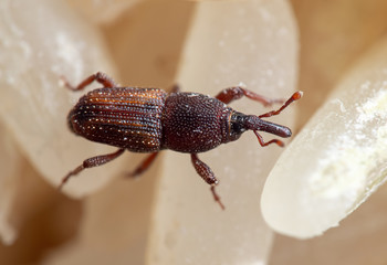 Macro Photo of Rice Weevil or Sitophilus oryzae on Raw Rice