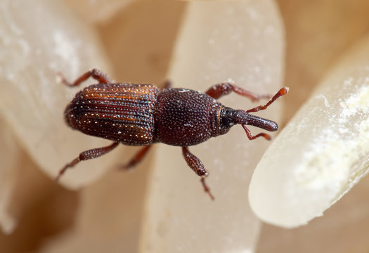Macro Photo of Rice Weevil or Sitophilus oryzae on Raw Rice