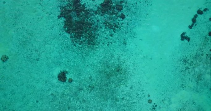 Clear crystal water of turquoise lagoon over rocks and corals of seabed in a beautiful sea texture from Barbados, copy space