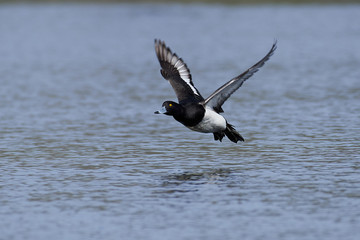 Tufted duck (Aythya fuligula) in its habitat in Denmark