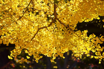 イチョウの黄葉