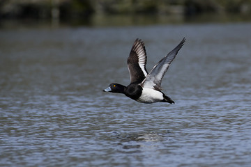 Tufted duck (Aythya fuligula) in its habitat in Denmark