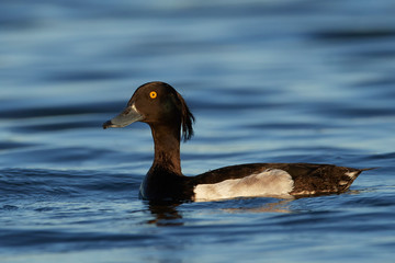 Tufted duck (Aythya fuligula) in its habitat in Denmark