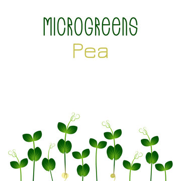 Microgreens Pea. Seed packaging design. Sprouting seeds of a plant