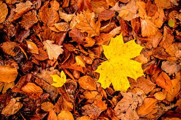 maple leaf in autumnal colors on a forest floor