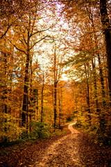 Forest in autumn with way in Germany