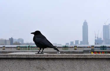 crow on stone railing of a bridge in London