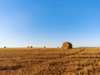 Fototapeta premium Rolled straw in the fields. Rural landscape. Sunny autumn day