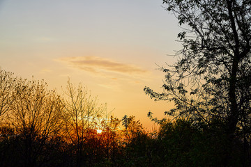 Tree branches against the blue sky with white clouds and sunset on a sunny day