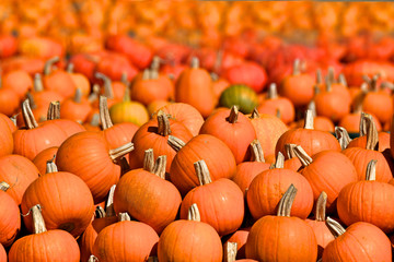 Hill of Sugar Pie Pumpkins in foreground with other varieties as far as your eyes can see, Half Moon Bay, California 