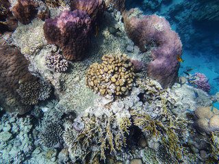 the underwater world of the Red Sea, living corals. coral fish