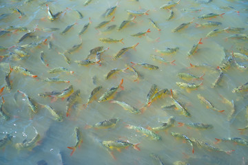 fish in river