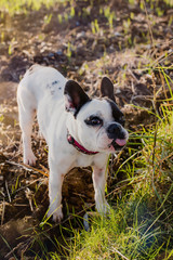 outdoor portrait of a purebred French bulldog
