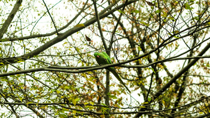 Parakeet