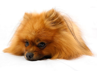 Obraz premium German small Pomeranian on white background
