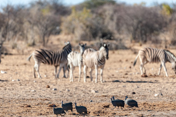 Obraz na płótnie Canvas Four Helmeted Guineafowl -Numida meleagris- fouraging near a waterhole in Etosha National Park, Namibia. Seen here against a backdrop of Burchell Plains Zebras.