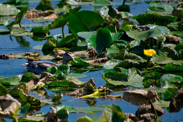2019-09-06 A LONE DUCK SWIMMING IN LILLIES