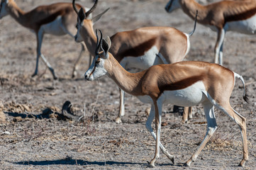 Closeup of a herd of Impalas - Aepyceros melampus- grazing on the plains of Etosha National Park, Namibia.