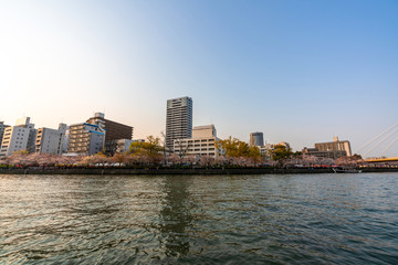 Fototapeta premium Tombori River Cruising at Osaka cruise of the Dotonbori canal with beautful city view sunset full bloom cherry blossom Sakura tree forecast pink asian flower perfact season to travel Japan