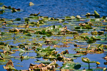 2019-09-06 LILLIES ON A LAKE IN EARLY SUMMER