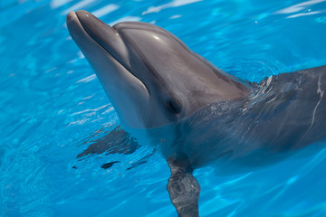 Obraz premium Bottlenose dolphin swims in the water.