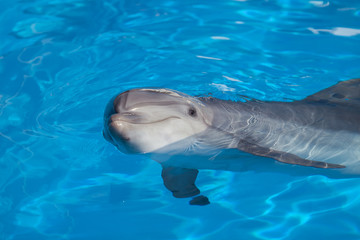 Bottlenose dolphin swims in the water.
