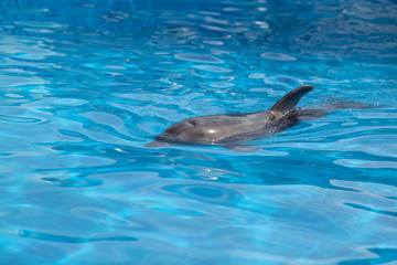 Fototapeta premium Bottlenose dolphin swims in the water.