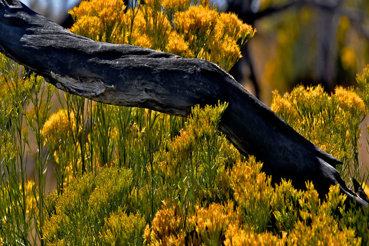 Juniper branch and rabbitbrush abstract, Mesa Verde, Colorado 