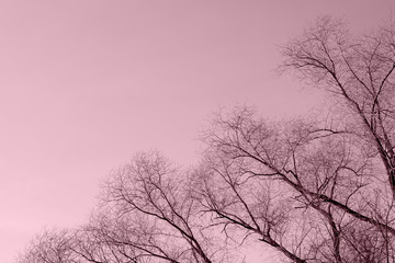 Obraz na płótnie Canvas Bare tree branches against the sky on a clear autumn day. Natural background pink color toned
