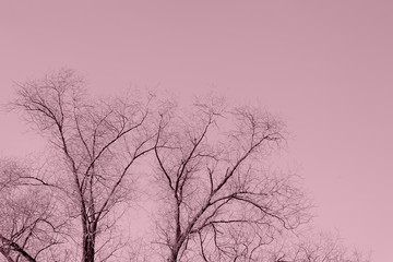 Bare tree branches against the sky on a clear autumn day. Natural background pink color toned