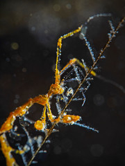 Yellow Skeleton Shrimp, Gelbes Widderkrebschen (Caprellidae)