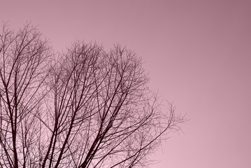Bare tree branches against the sky on a clear autumn day. Natural background pink color toned