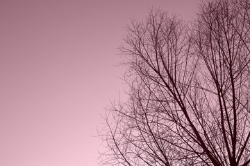Bare tree branches against the sky on a clear autumn day. Natural background pink color toned