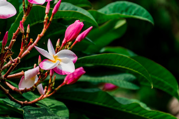 Plumeria flower bouquet, white, pink, against a green leaf background.