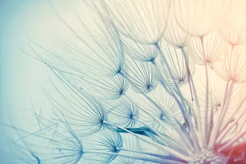  Dandelion seeds beautiful photo. Close up image. © Andrii Muzyka