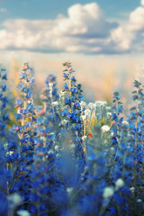 Beautiful wild flowers. Beautiful wild flowers growing together in a field - 305359798