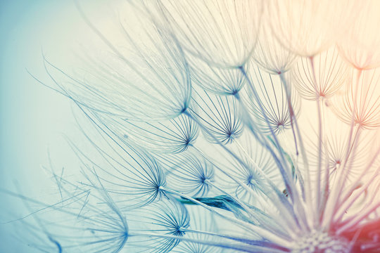 Dandelion seeds beautiful photo. Close up image.